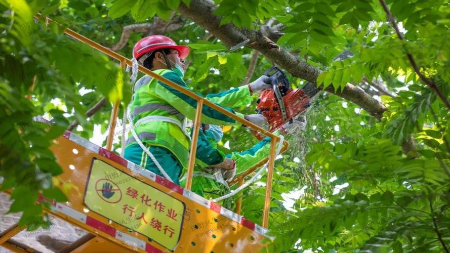 彭州樱花绿化工程项目